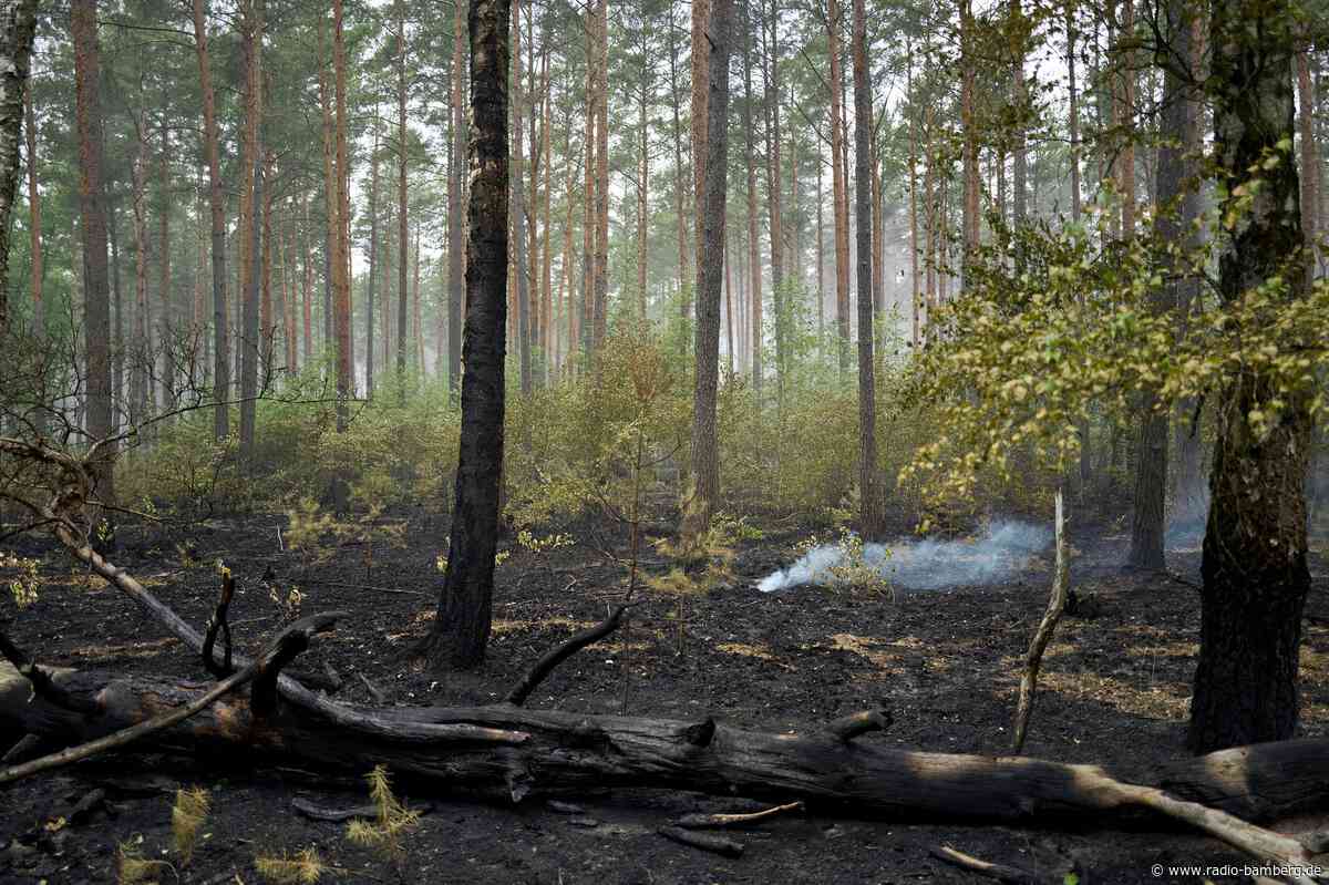 Ministerium: Waldbrand im Müritz-Nationalpark ist gelöscht