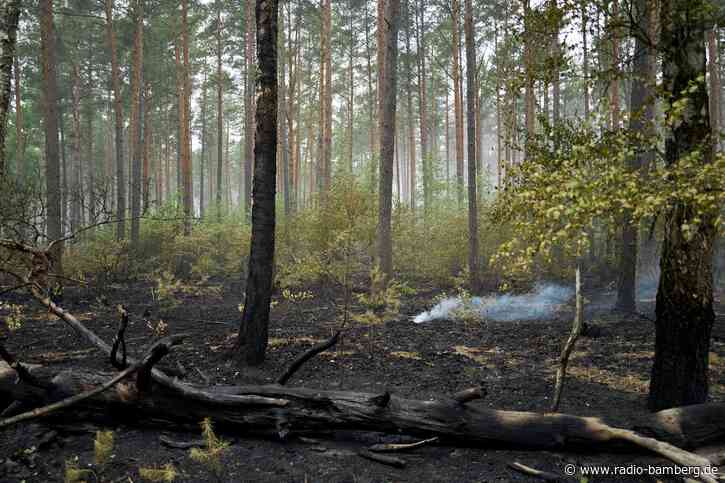 Ministerium: Waldbrand im Müritz-Nationalpark ist gelöscht