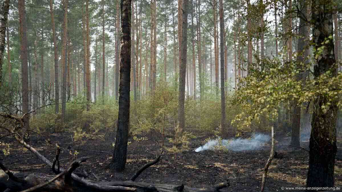 Ministerium: Waldbrand im Müritz-Nationalpark ist gelöscht