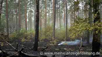 Ministerium: Waldbrand im Müritz-Nationalpark ist gelöscht