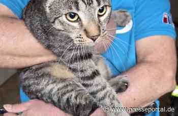 FW-ROW: Katze aus Schornstein befreit