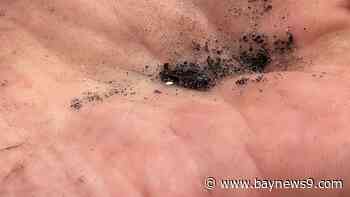 Invasive insect spreads across Florida raising concerns for cattle farmers