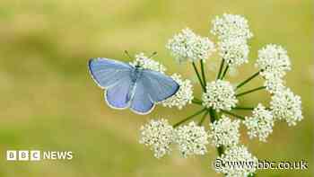 Britain set for butterfly boom after hot weather