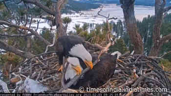 Big Bear Eagles need $10 million to protect their habitat before July 31