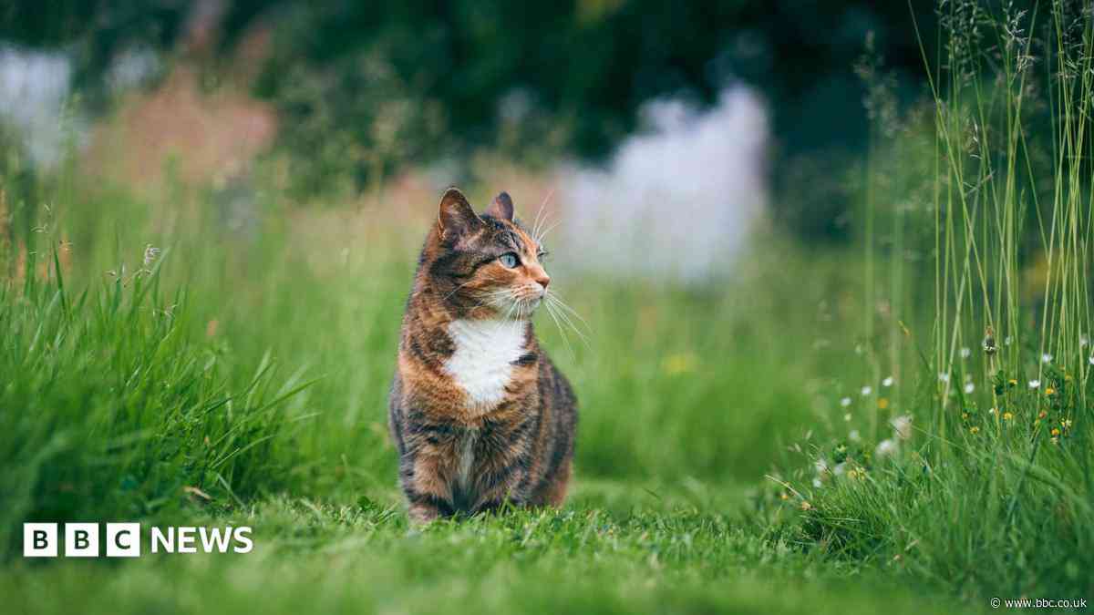 Police appeal after cat hurt in illegal trap