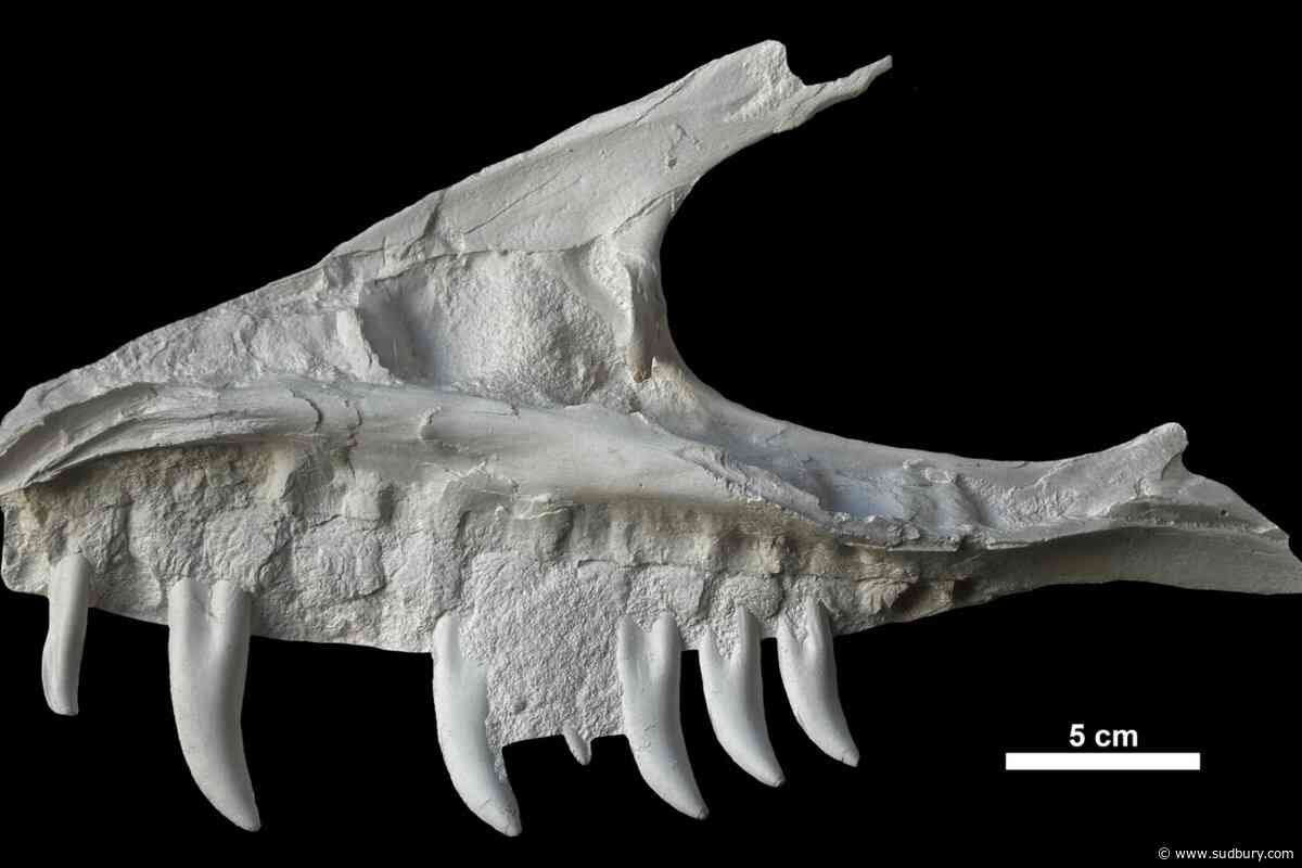 Remains of dinosaur skull found in B.C. campground belonged to T. rex 'great-uncle'