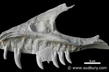 Remains of dinosaur skull found in B.C. campground belonged to T. rex 'great-uncle'