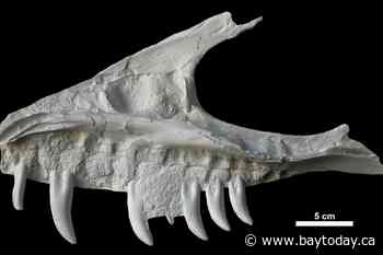 Remains of dinosaur skull found in B.C. campground belonged to T. rex 'great-uncle'