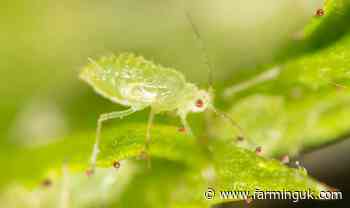 BASF launches aphid predator attractant for UK crops