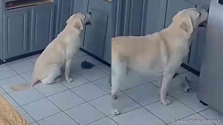 Cane sale sul ripiano della cucina per prendere del cibo e accende per errore il tostapane: le fiamme si propagano in tutta la casa, morti gli altri tre animali di famiglia