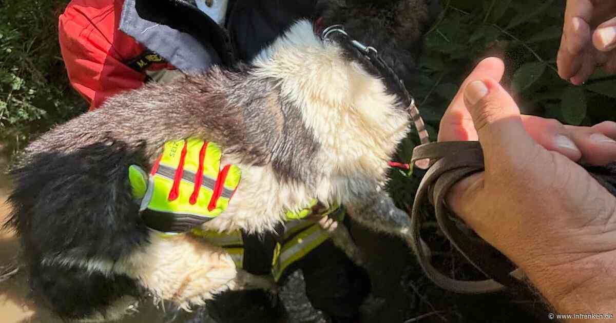 Feuerwehr Litzendorf: Hund fällt in Bach - Mädchen machen "wirklich alles richtig"