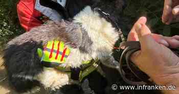Feuerwehr Litzendorf: Hund fällt in Bach - Mädchen machen "wirklich alles richtig"