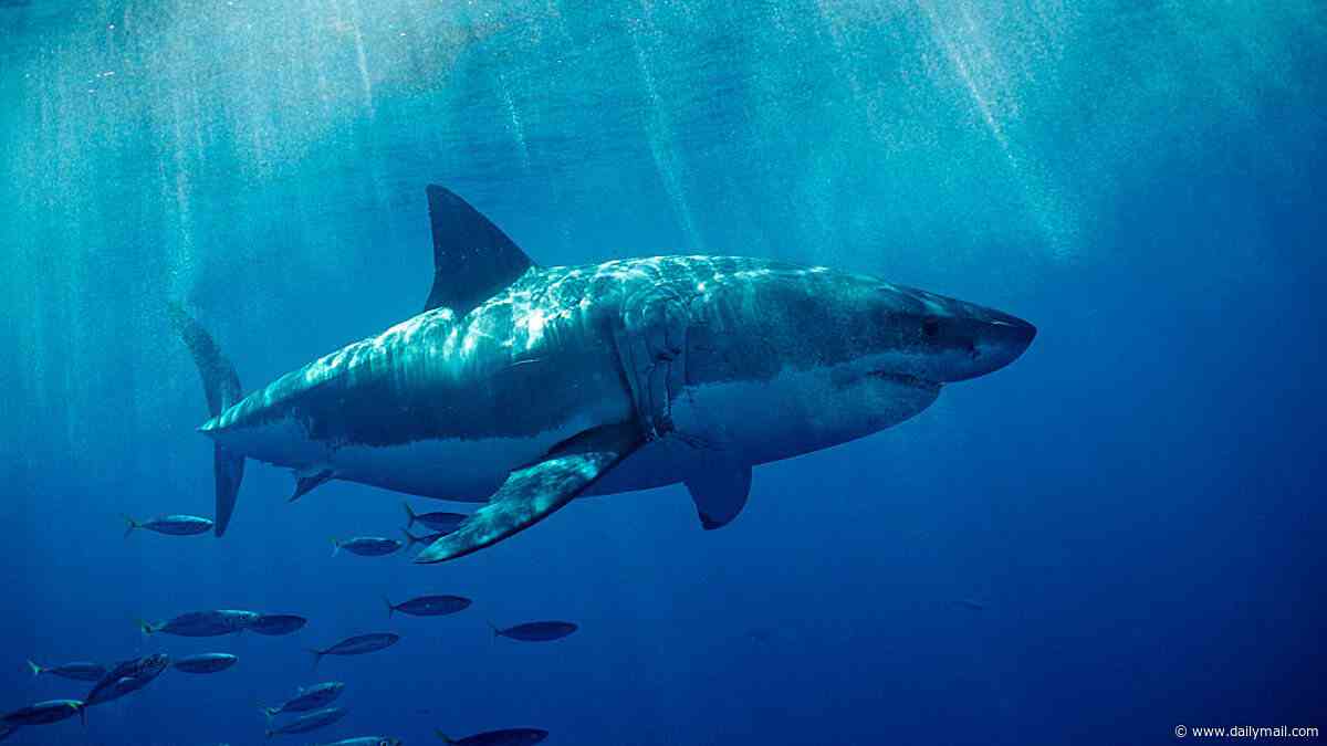 Super El Niño could spark a surge in SHARK attacks - as great whites venture beyond their natural habitats in search of cooler waters, scientists warn