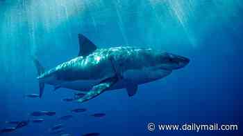 Super El Niño could spark a surge in SHARK attacks - as great whites venture beyond their natural habitats in search of cooler waters, scientists warn