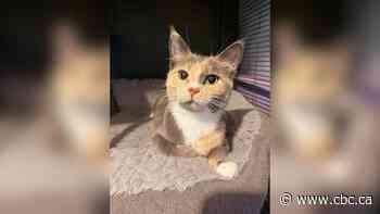 Ontario Animal welfare groups unite to provide emergency housing for displaced northwest pets