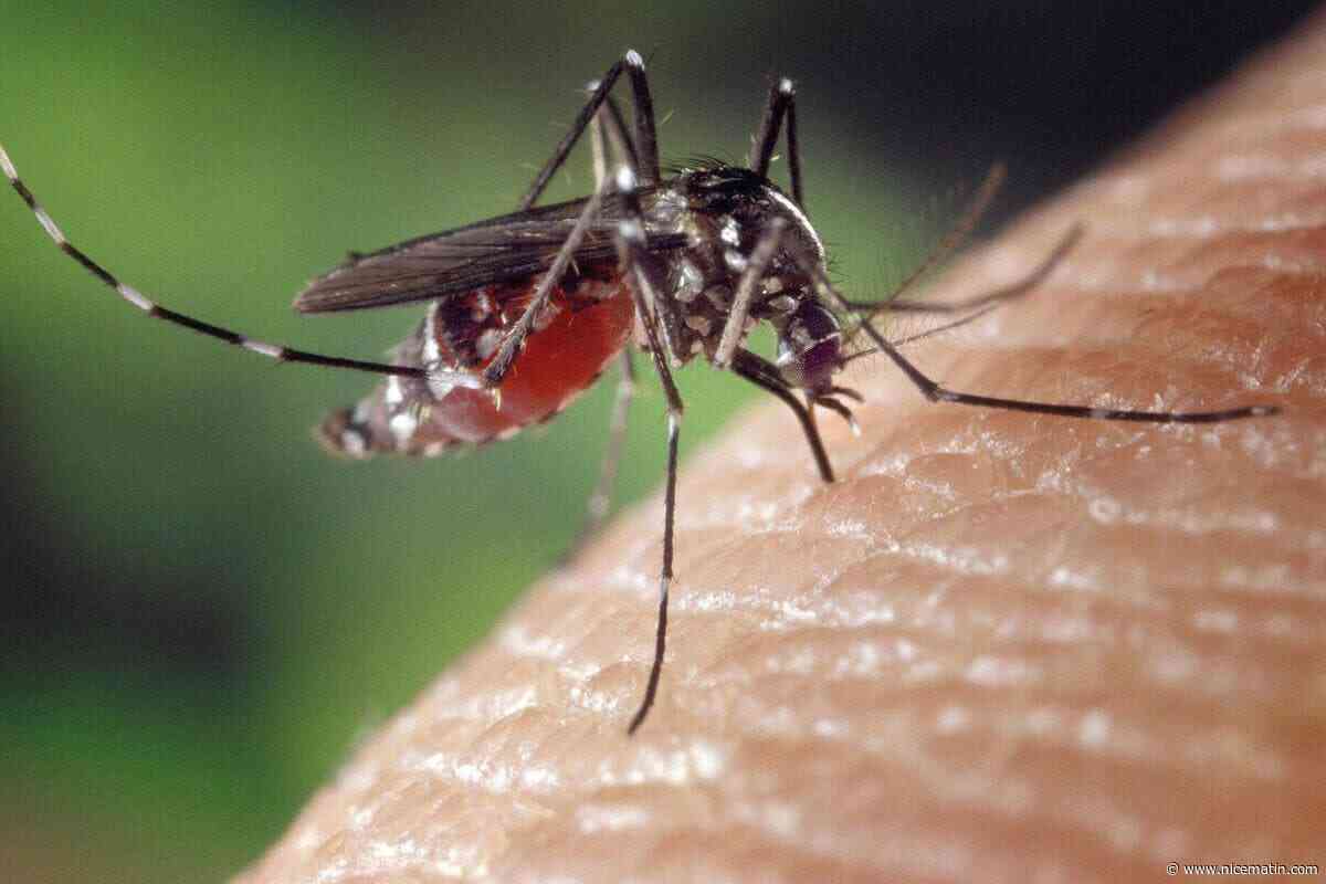 À Fréjus, après un été 2025 marqué par l’apparition d’un foyer de chikungunya à Valescure, cette année devrait s’avérer plus calme… mais prudence !