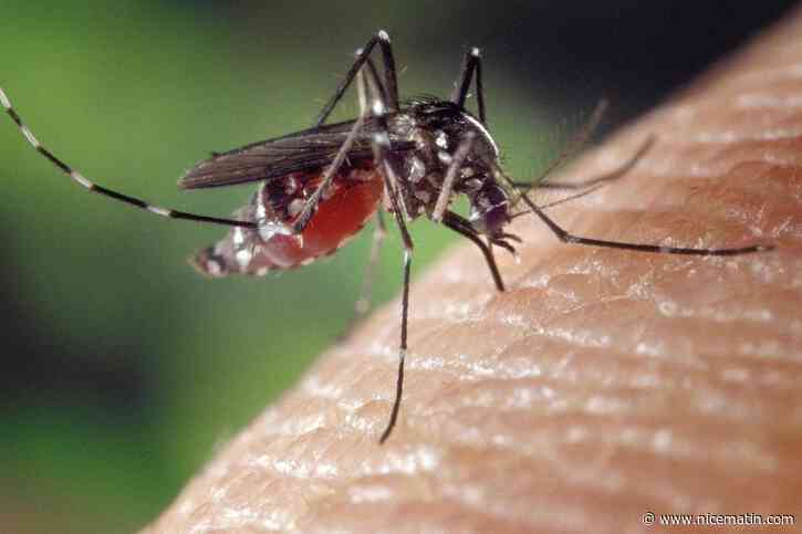 À Fréjus, après un été 2025 marqué par l’apparition d’un foyer de chikungunya à Valescure, cette année devrait s’avérer plus calme… mais prudence !