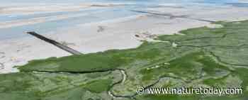 Meer ruimte nodig voor uniek ecosysteem Westerschelde