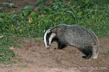 Senedd votes to consider targeted badger culling in bovine TB fight