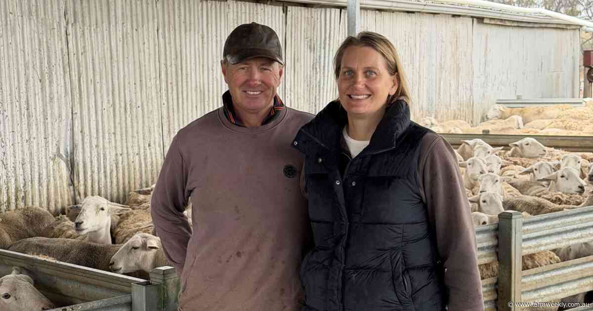 How containment feeding and vetch have changed the Johnston's farm business