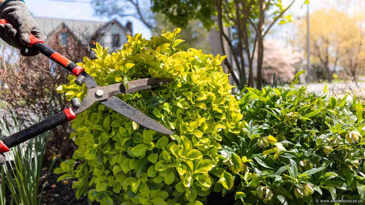 Can I cut my neighbour's hedge if it grows into my garden? Legal UK rights explained