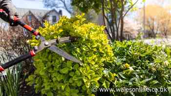 Can I cut my neighbour's hedge if it grows into my garden? Legal UK rights explained