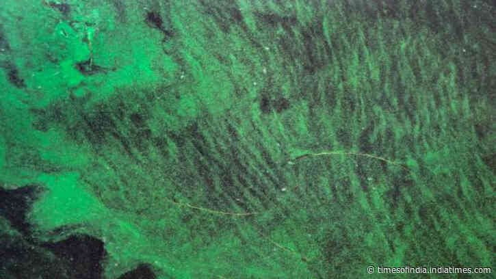 Scientists find toxins from Florida's toxic algae blooms travel through air, raise risk of ALS