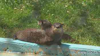 New disease harming otters in Bras d'Or Lake