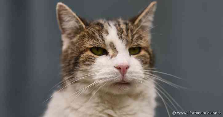 Il gatto Larry pronto ad accogliere a Downing Street il nuovo premier Andy Burnham