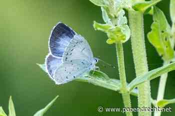 Ontdek de heemtuin tijdens een wandeling met gids
