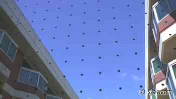 OSU researchers find feather-friend markers effective at reducing deadly bird-window collisions