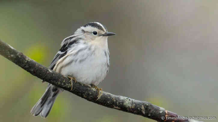 Canadian wildfire smoke linked to fewer sightings of 40 bird species in New York