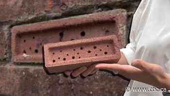 Could these Montreal bricks be the key to help declining solitary bees?