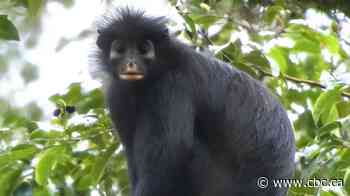 Meet the likweli, a newly identified monkey that roars with its creamy orange mouth
