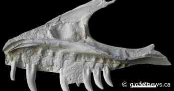 Remains of dinosaur skull found in B.C. campground belonged to T. rex ‘great-uncle’