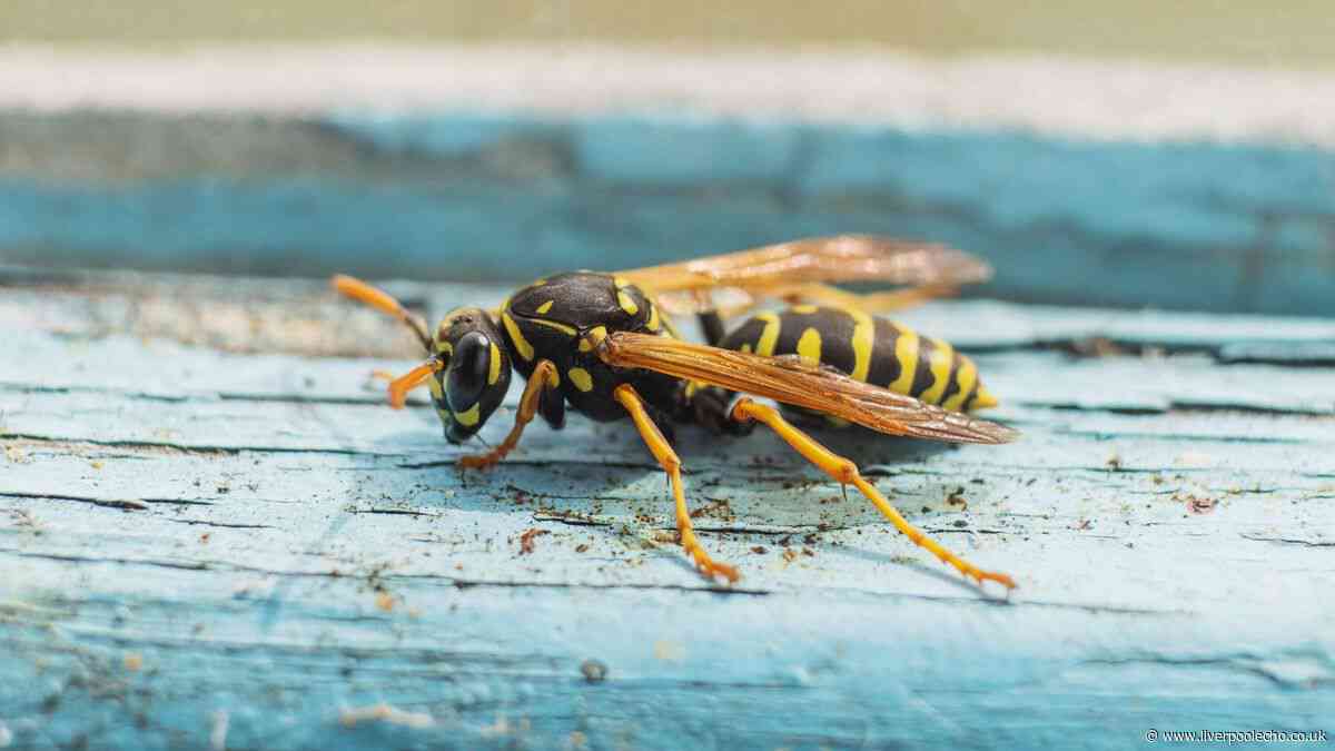 Wasps and other insects will be 'less attracted' to homes with 35p Tesco item