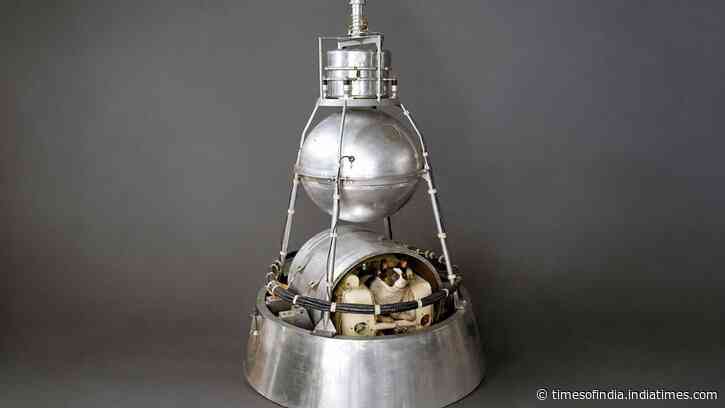 Meet Laika: The Moscow stray dog who became the first animal to orbit Earth in 1957, but was never meant to come home