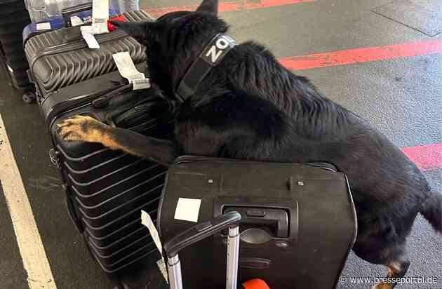 HZA-F: 24 Kilogramm Kokain durch Frankfurter Flughafenzoll beschlagnahmt - Rauschgiftspürhund Donut erschnüffelt Rauschgift im Reisekoffer