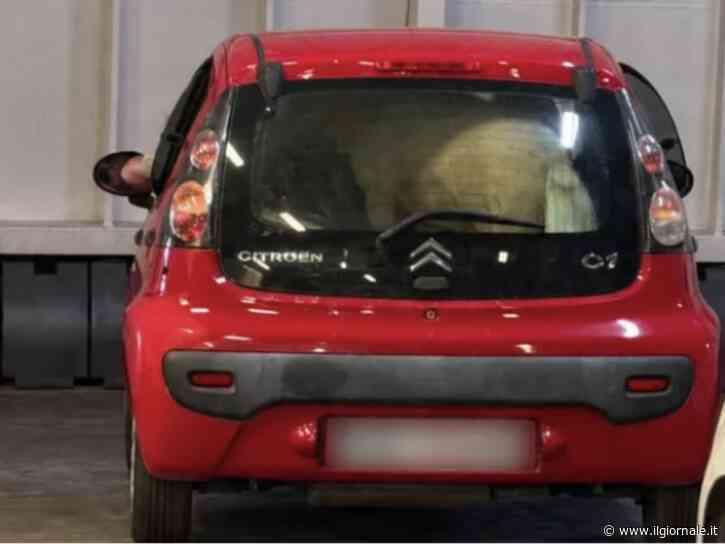 Pony nel bagagliaio di un'auto sul traghetto, la denuncia di Borrelli: "Com'è possibile che nessuno sia intervenuto?"