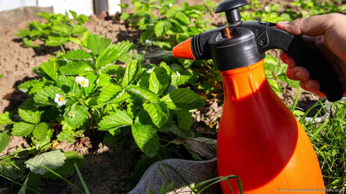 Households urged to spray vinegar in gardens this week
