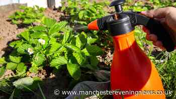 Households urged to spray vinegar in gardens this week