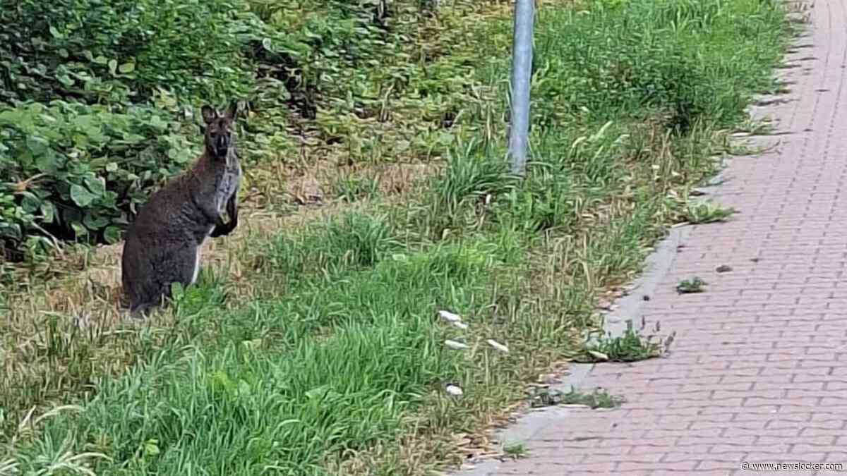 Verdwenen wallaby na vluchtpoging dwars door Middenmeer gevangen en terug bij eigenaar