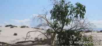 Iconic cottonwood tree at White Sands has fallen