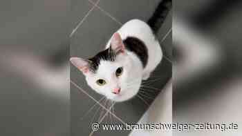 Neugieriger Kater Kjell hofft im Tierheim Salzgitter auf eine zweite Chance