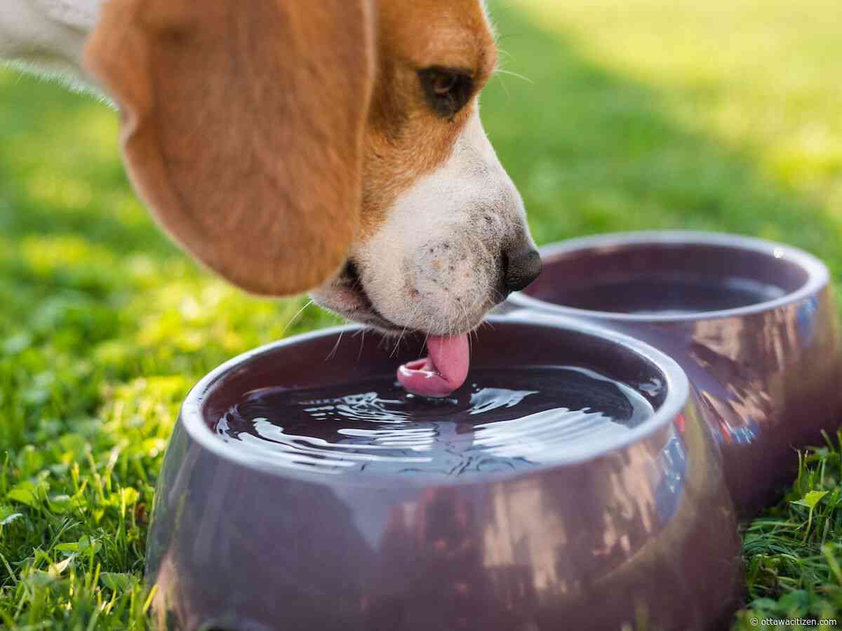 In the garden: Water, water everywhere! 