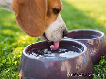 In the garden: Water, water everywhere! 