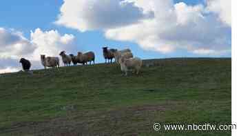 ‘Solar sheep' industry booms as ranchers, farmers try to co-exist with energy projects