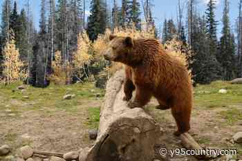 How And When To Use Bear Spray In Wyoming’s Bear Country