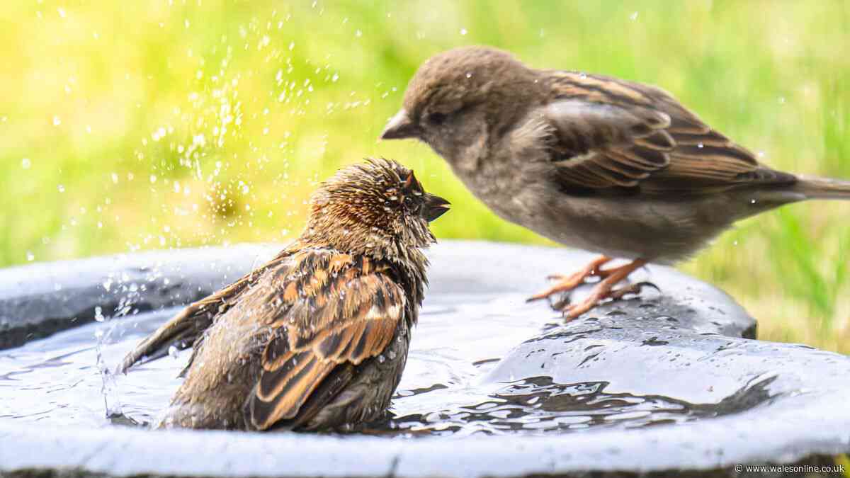 Keep bird baths cool in hot weather by avoiding one common garden task