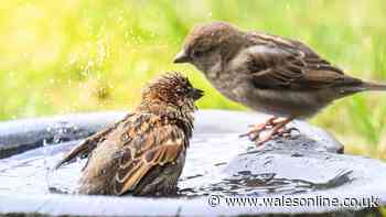 Keep bird baths cool in hot weather by avoiding one common garden task